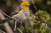 Auripare verdin