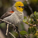 Auripare verdin