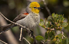 Auripare verdin