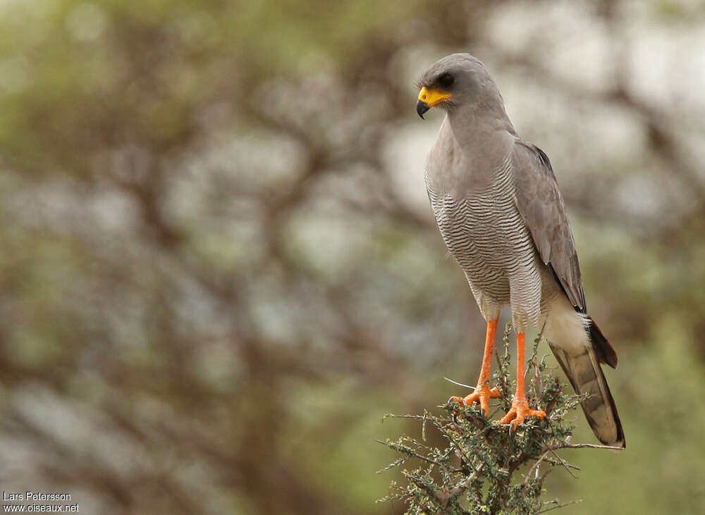 Eastern Chanting Goshawk