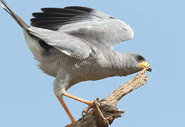 Eastern Chanting Goshawk