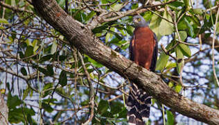 Long-tailed Hawk