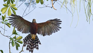 Long-tailed Hawk