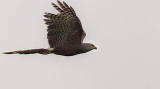 Long-tailed Hawk