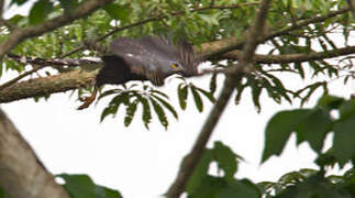 Long-tailed Hawk