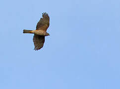 Black-mantled Goshawk