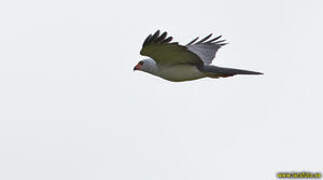 Grey-headed Goshawk