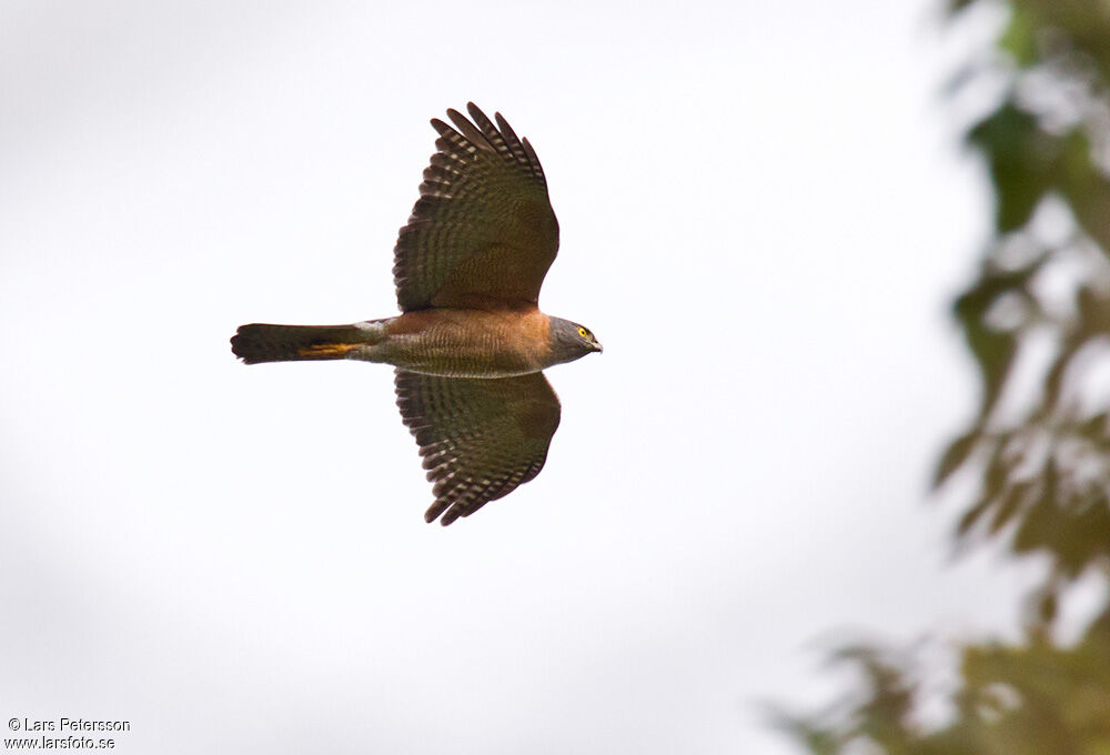 Brown Goshawk