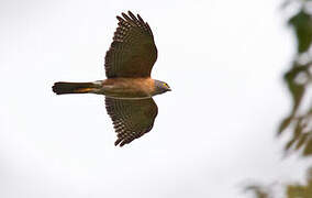 Brown Goshawk