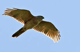 Brown Goshawk