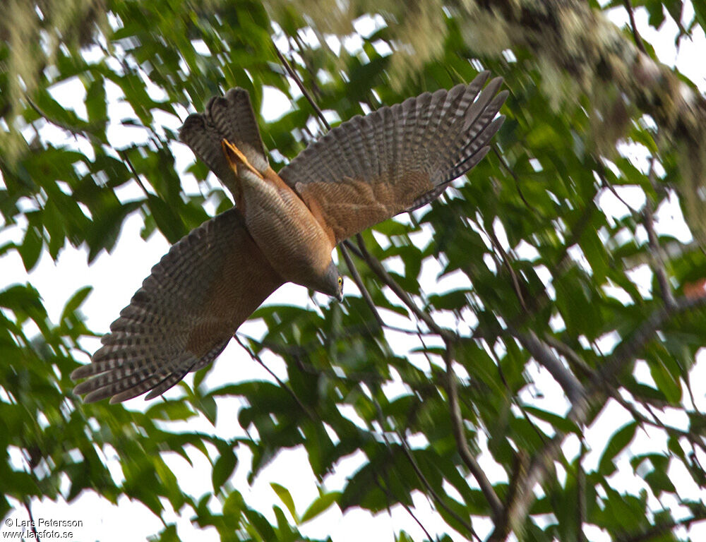 Brown Goshawk