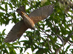 Brown Goshawk