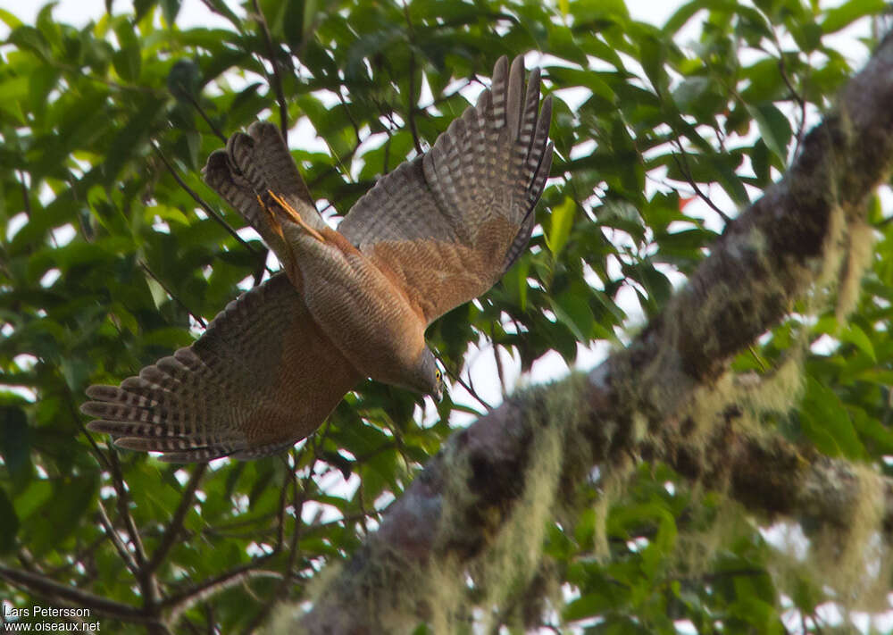 Brown Goshawkadult, Flight