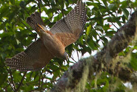 Brown Goshawk