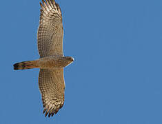 Pale Chanting Goshawk