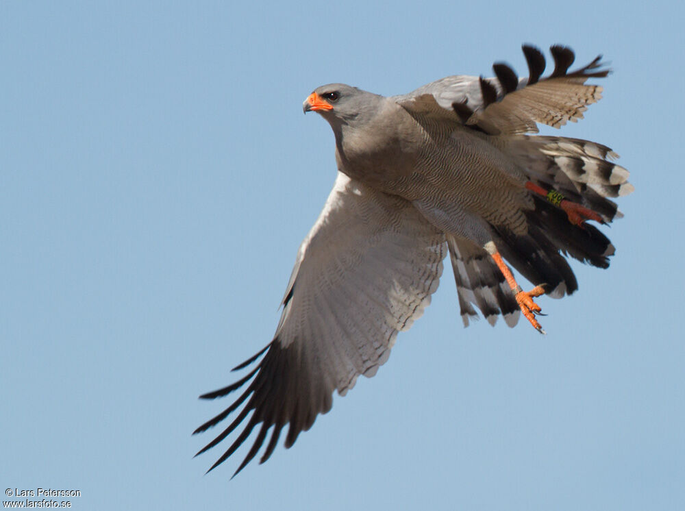 Pale Chanting Goshawk