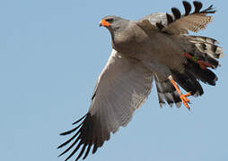 Pale Chanting Goshawk