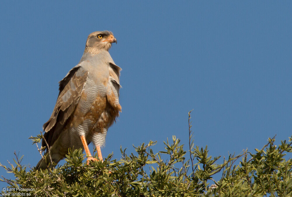 Pale Chanting Goshawk