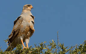 Pale Chanting Goshawk