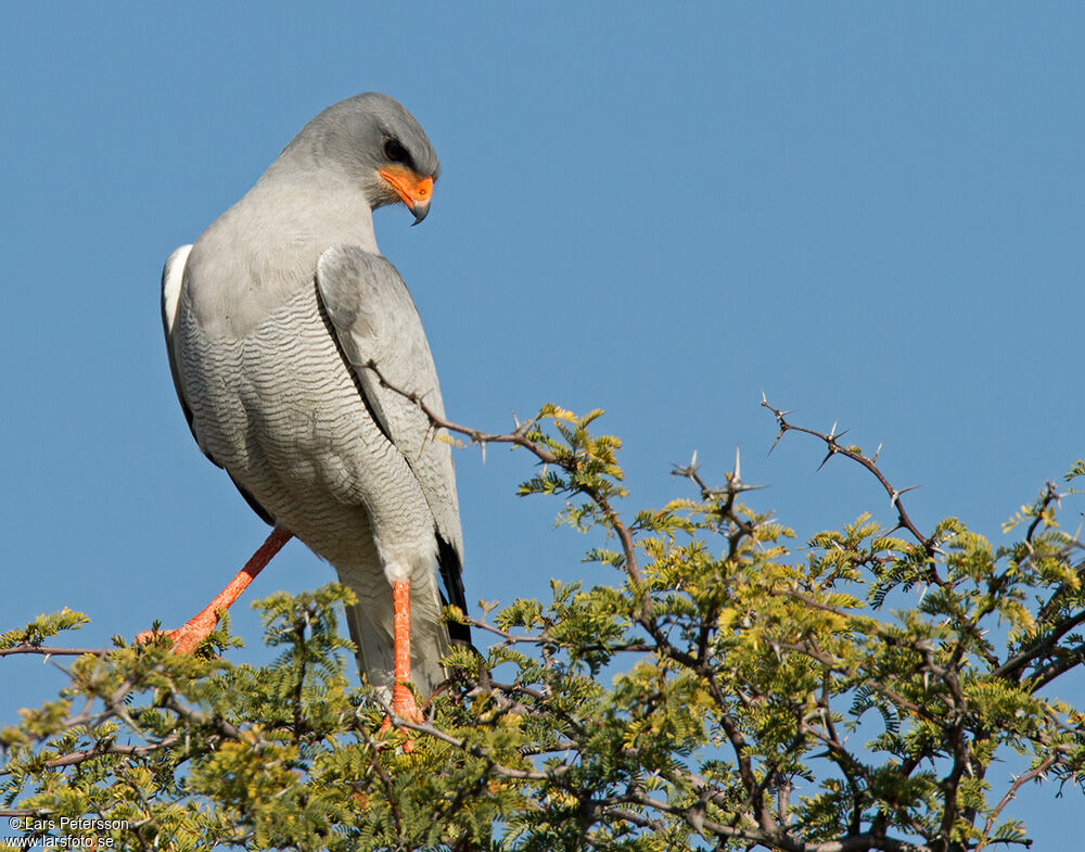 Pale Chanting Goshawk