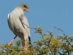 Pale Chanting Goshawk