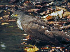 Henst's Goshawk