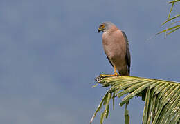 Fiji Goshawk