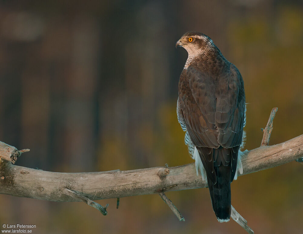 Eurasian Goshawk