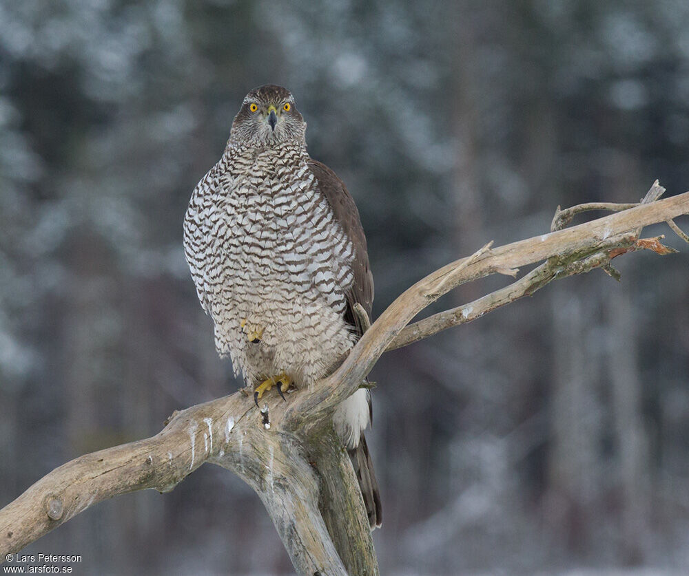 Northern Goshawk