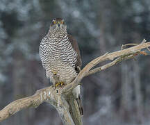 Eurasian Goshawk