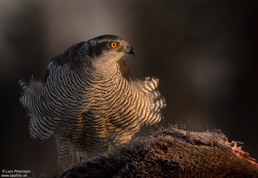 Northern Goshawk