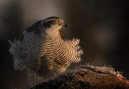 Eurasian Goshawk