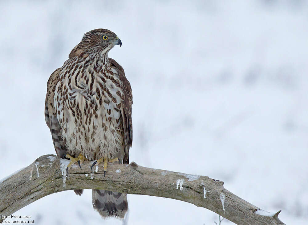 Eurasian GoshawkSecond year, close-up portrait