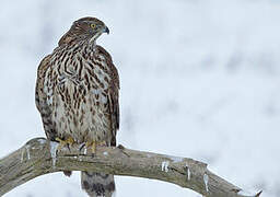 Eurasian Goshawk