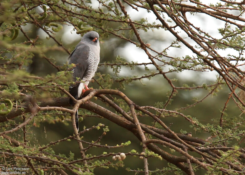 Gabar Goshawk