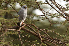 Gabar Goshawk