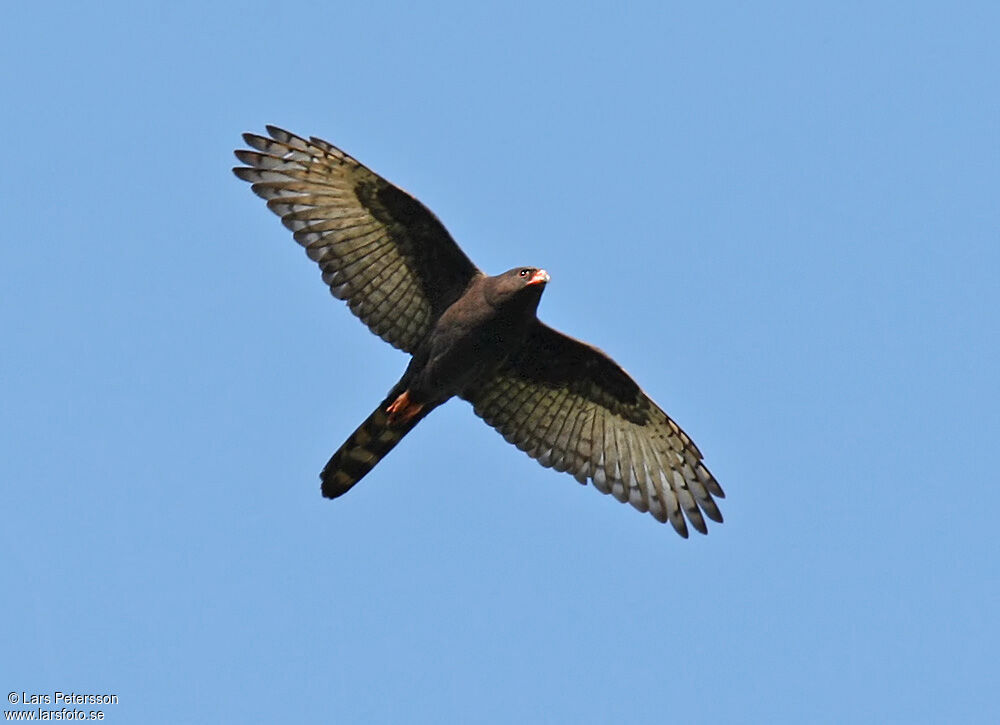 Gabar Goshawk