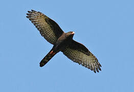 Gabar Goshawk