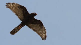 Gabar Goshawk