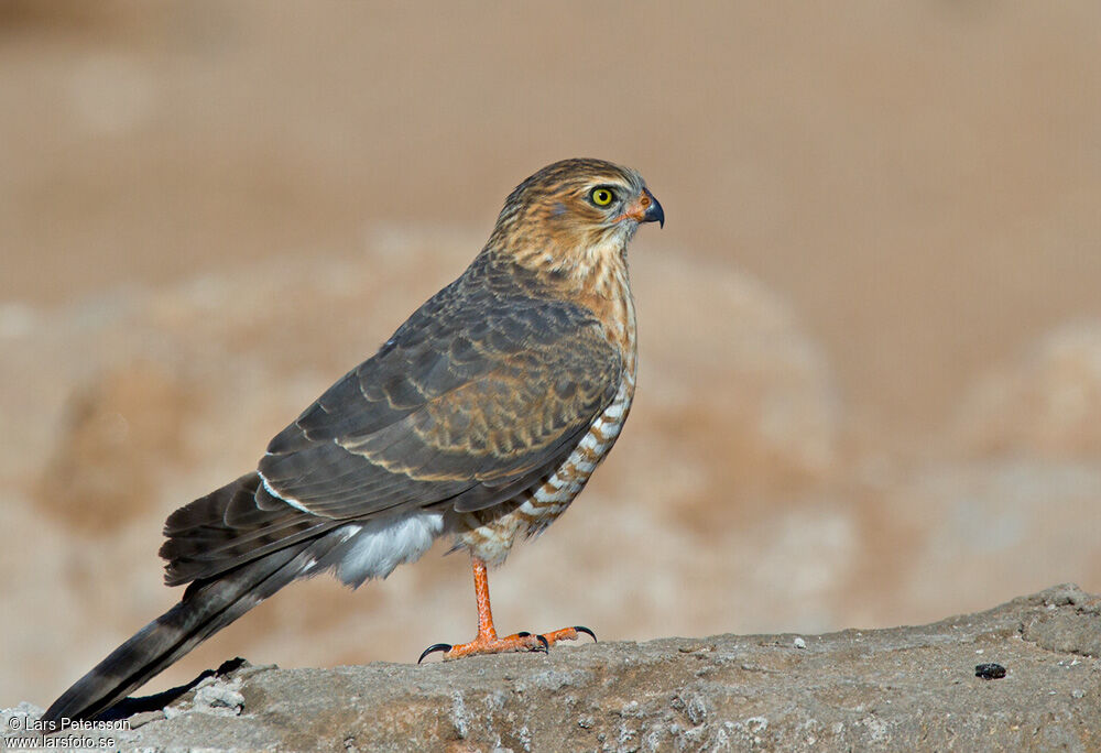 Gabar Goshawk