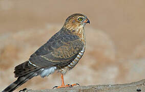 Gabar Goshawk