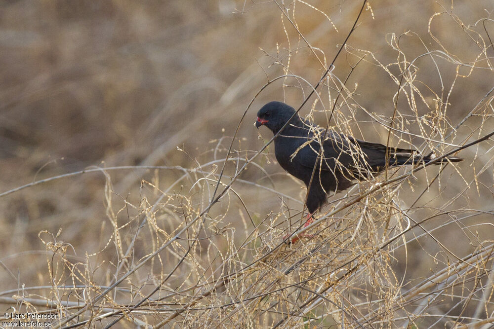 Gabar Goshawk