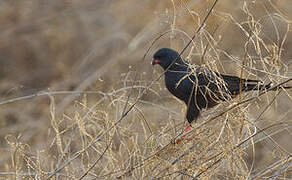 Gabar Goshawk