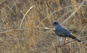 Gabar Goshawk