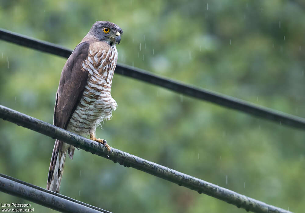 Crested Goshawkadult, identification