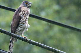 Crested Goshawk