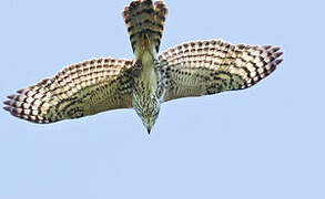 Black Sparrowhawk