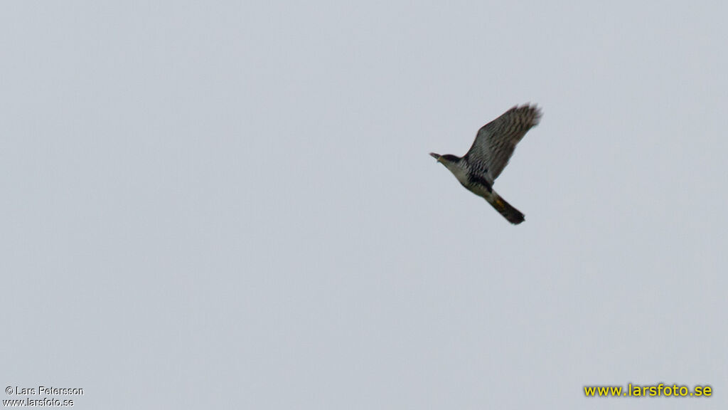 Black Sparrowhawk