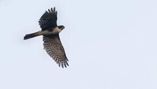 Black Sparrowhawk