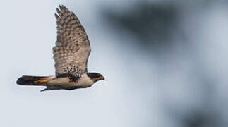 Black Sparrowhawk